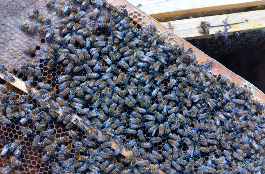 telaino arnia apicoltura Federico Gentilini a Palazzuolo sul Senio